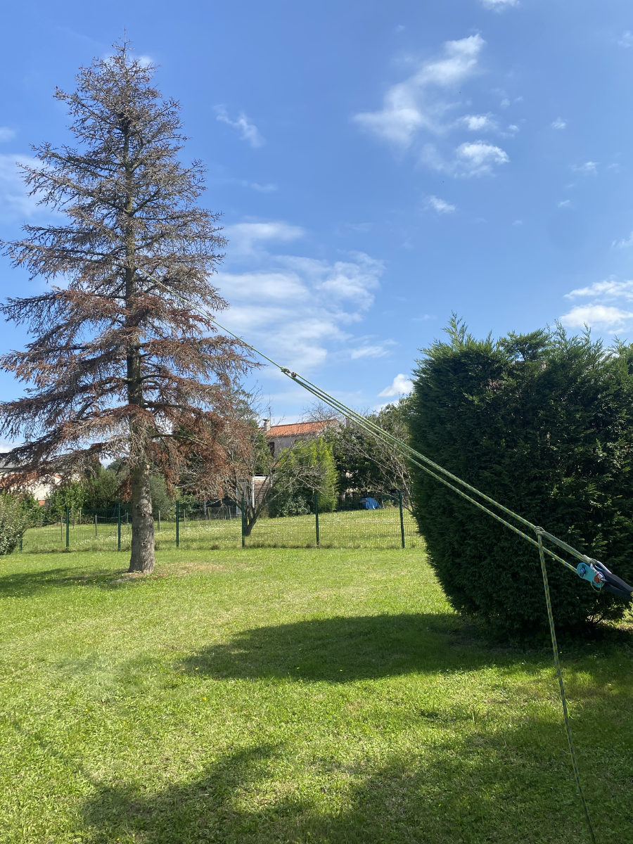 abattage arbre revel