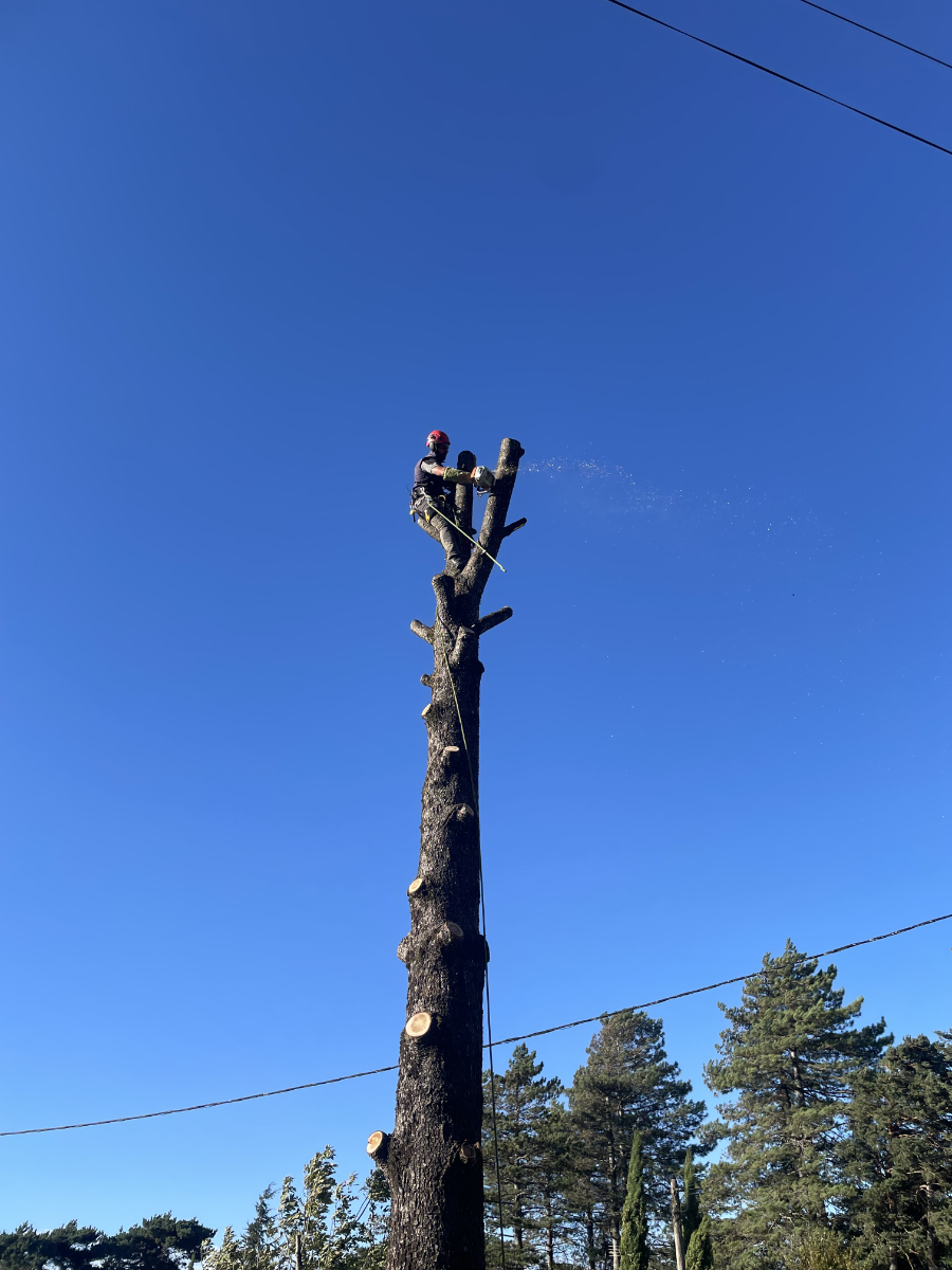 élagage arbre revel